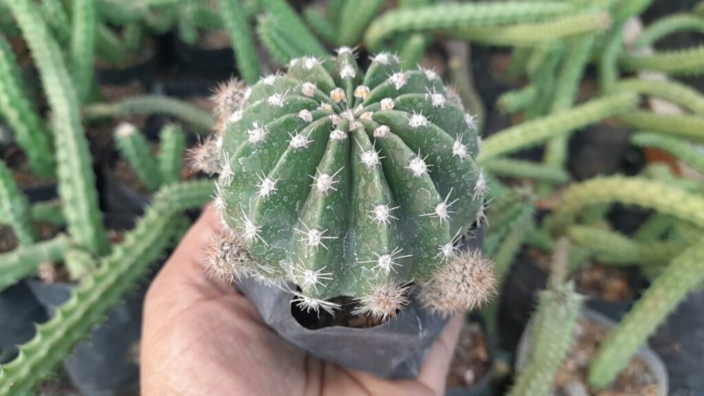 Why Are Echinopsis Popular Among Enthusiasts